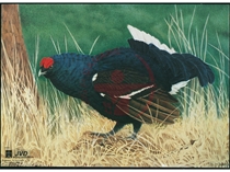 JVD Ansigt Dyr: Blue Grouse 70x50 cm