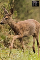 Maximal Ansigt Dyr: 40x60 Roedeer