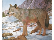 JVD Ansigt Dyr: Wolf 100x85 cm