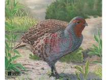 JVD Ansigt Dyr: Partridge 33x27 cm