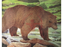 JVD Ansigt Dyr: Bear 110x96 cm