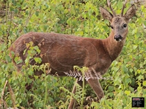 Maximal Ansigt 54x80 Roedeer Alert