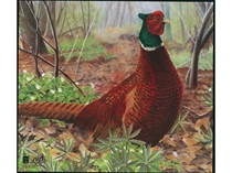 JVD Ansigt Dyr: Pheasant 50x44 cm