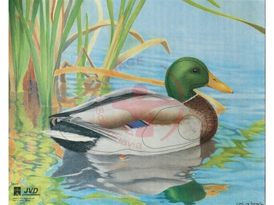 JVD Duck - Ansigt 50x40 cm