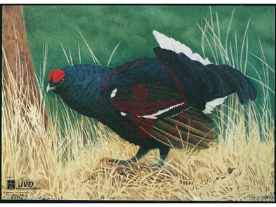 JVD Ansigt Dyr: Blue Grouse 70x50 cm