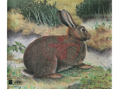 JVD Rabbit - Ansigt 40x33 cm