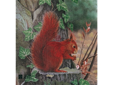 JVD Squirrel - Ansigt 25x26 cm
