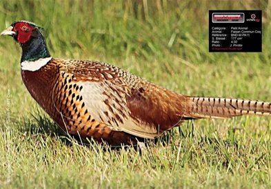 Maximal Ansigt 25x35 Pheasant